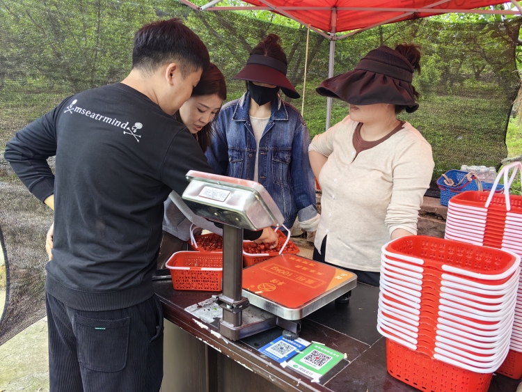 貴陽市烏當區下壩鎮： 小櫻桃孕育“甜蜜經濟” 奏響鄉村振興“致富曲”