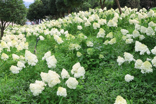 貴州獨山：夏日繁花引客來 鄉村旅遊添新彩_fororder_20250708112249-5XWJR5-