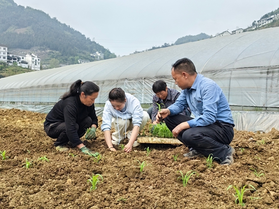 貴州仁懷茅壩鎮：“良法+良田” 高粱移栽有保障_fororder_農技人員人員指導村民種植高粱苗