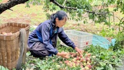 貴州六盤水水城區高峰村：以鄉村文明助力鄉村振興
