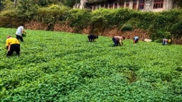 貴州正安：11萬餘畝油菜移栽忙 靜待花開好“豐”景