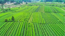 一季度出口近百噸！“梵凈抹茶”遠銷40余國和地區