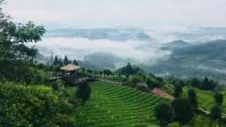 貴州新茶飲何以“出圈”