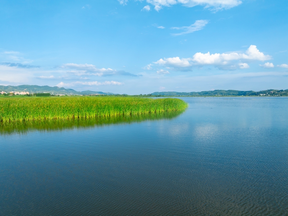 貴州威寧草海17℃“涼”方 生態活力引遊客打卡_fororder_7月30日，草海岸邊的蘆葦綠油油+管慶巍  攝+18908571373 +2025年7月30日拍攝于威寧草海