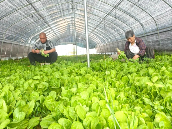 貴州碧江：“一線一帶兩區”模式建成蔬菜産業18.3萬畝_fororder_640 (1)