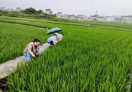 貴州天柱：多部門協同作戰 築牢群眾安全防線_fororder_察看農作物受災情況