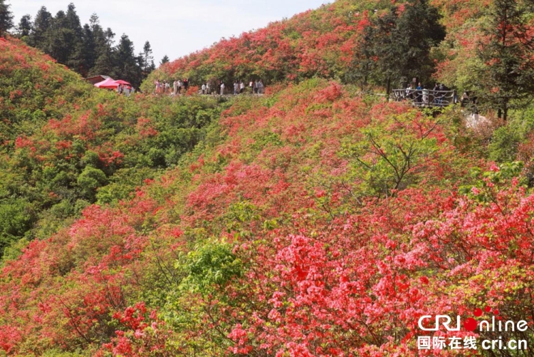 貴州丹寨：萬畝杜鵑花海引客來_fororder_圖片6