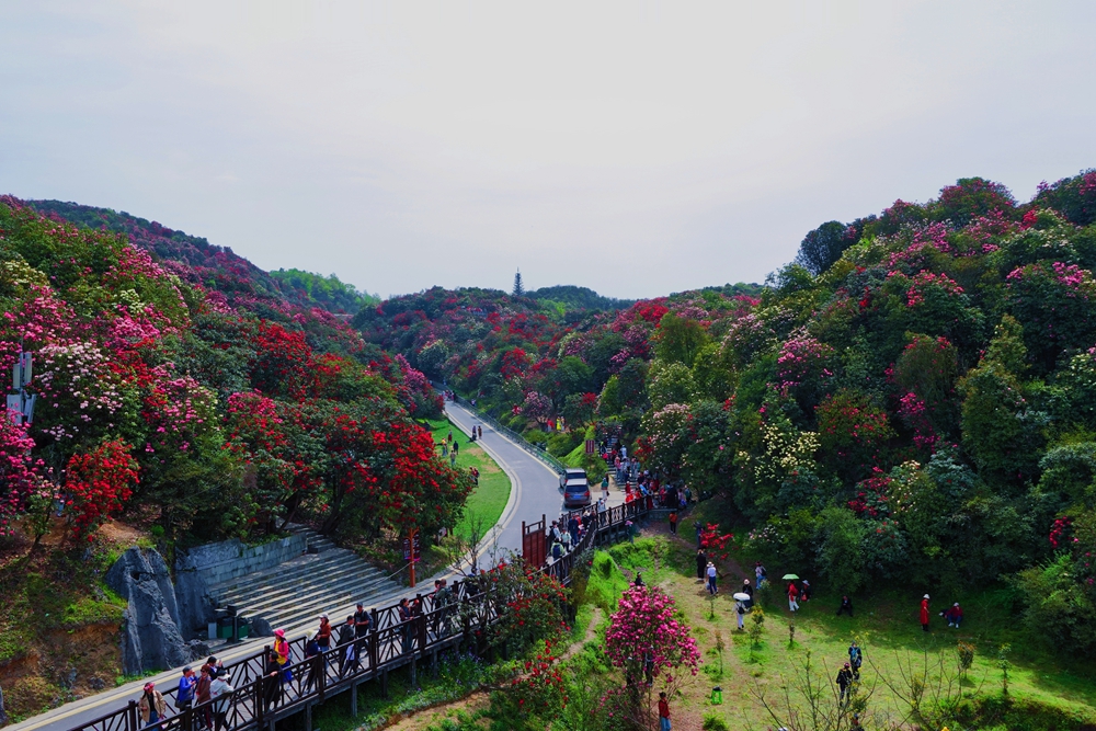 貴州畢節百里杜鵑迎盛花期 邀您共赴春日“地球彩帶”之約_fororder_微信圖片_20250416222652