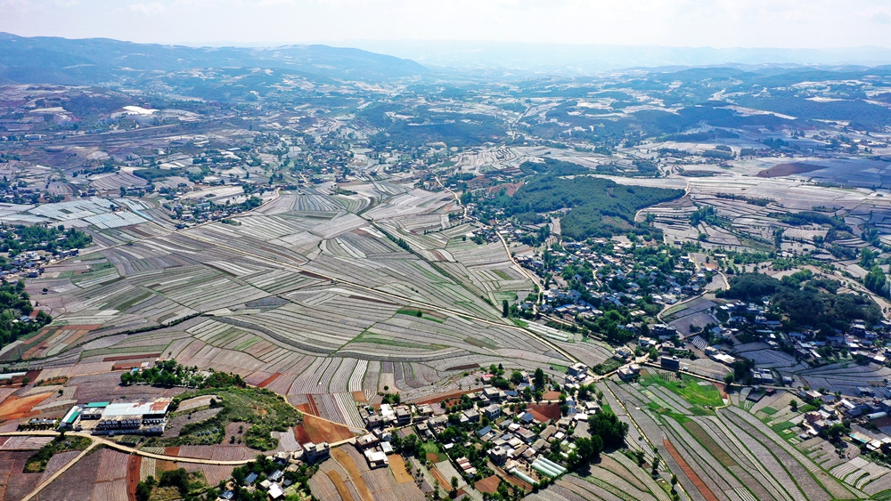 貴州威寧自治縣：農業産業編織“夏日田園畫”_fororder_威寧自治縣迤那鎮合心社區烤煙種植基地。（無人機照片 岳剛  攝） (2)