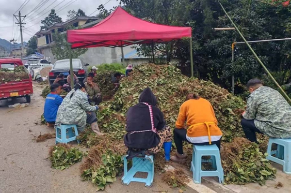 六盤水市水城區玉舍鎮新發村：田間藥材種植忙 蜘蛛香成“致富草”_fororder_22_副本