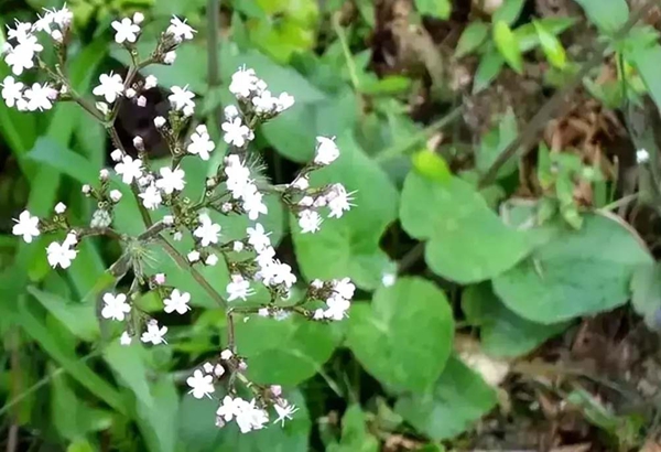 六盤水市水城區玉舍鎮新發村：田間藥材種植忙 蜘蛛香成“致富草”_fororder_33_副本