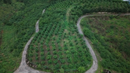 貴州惠水：橋邊果園甜度持續上升