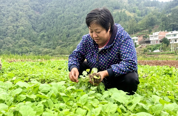 貴州習水：一季油香一季稻 稻油輪作好“豐”景_fororder_2_副本