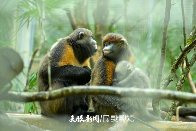 貴州的生態密碼，藏在一張張照片背後｜瀕危物種的回歸