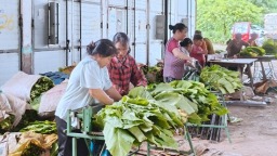 貴州鎮遠江古鎮：“金葉子”開啟致富新篇