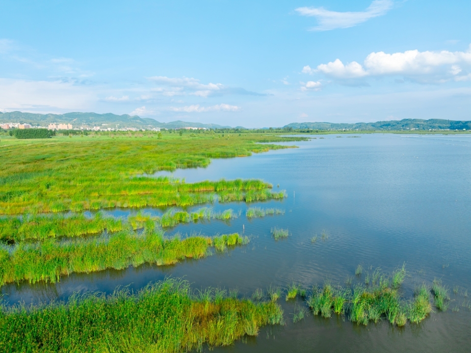 貴州威寧草海17℃“涼”方 生態活力引遊客打卡_fororder_7月30日，草海是一望無際的水草+管慶巍  攝+18908571373 +2025年7月30日拍攝于威寧草海