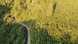 貴州鎮遠羊坪鎮：千畝竹海裏的增收“密碼”