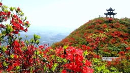 貴州丹寨：萬畝杜鵑花海引客來_fororder_圖片1