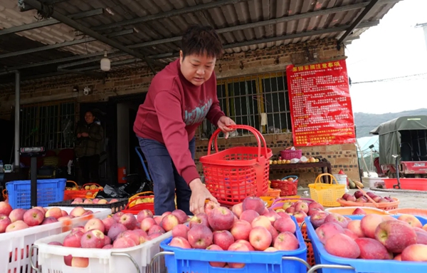 貴州長順：預計産值約9億元 3萬餘畝長順高鈣蘋果熱銷_fororder_2