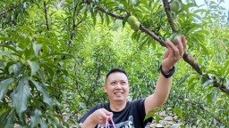 貴州仁懷火石鎮蜂糖李喜獲豐收  線上線下銷售火熱