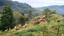 貴州正安：林下養殖蹚出生態致富新路子