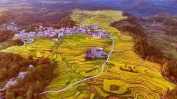 貴州長順：12萬畝稻田開鐮  繪就秋天好“豐”景