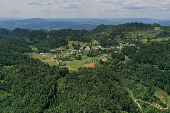 貴州仁懷：馬桑菌喜獲豐收 線上線下銷售忙_fororder_仁懷市後山鄉田興村生態資源豐富