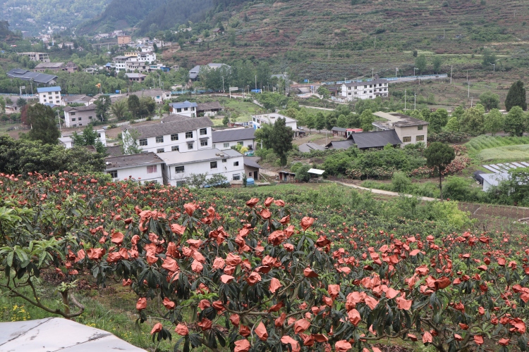 貴陽市開陽縣苗寨村：枇杷釀出甜蜜事業_fororder_2