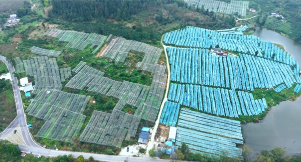 貴州長順：預計産值約9億元 3萬餘畝長順高鈣蘋果熱銷_fororder_4