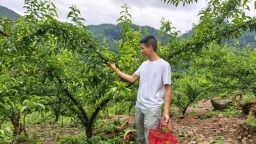 貴州仁懷：蜂糖李托起鄉村振興“甜蜜”生活