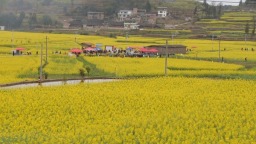 貴州施秉：油菜移栽忙 解鎖千畝農田“增收致富路”