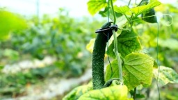 粵貴花開在黔南 | 廣黔協作賦能龍裏農業産業升級