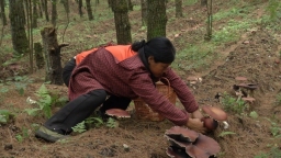 貴州六盤水鍾山區雙戛街道：林下赤松茸喜獲豐收 鮮美蘑菇惠及市場及遊客