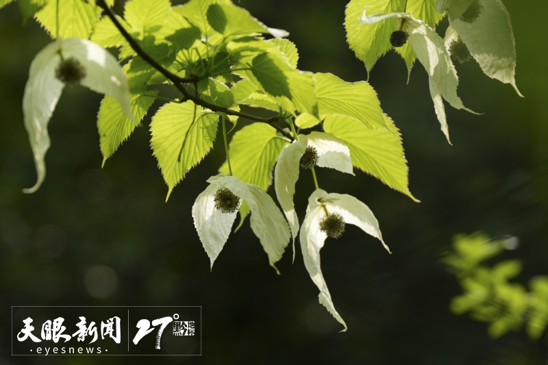 春花爛漫｜解鎖貴州旅遊新“花”樣_fororder_17428648515523