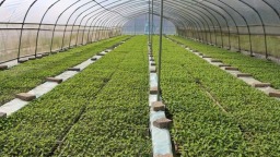 貴州鎮遠：“紅辣椒”串起致富鏈“三聯動”激活新引擎