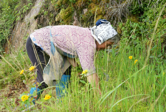 貴州六枝特區：撂荒地變“聚寶盆” 水苔種植鋪就生態致富路_fororder_640 (1)