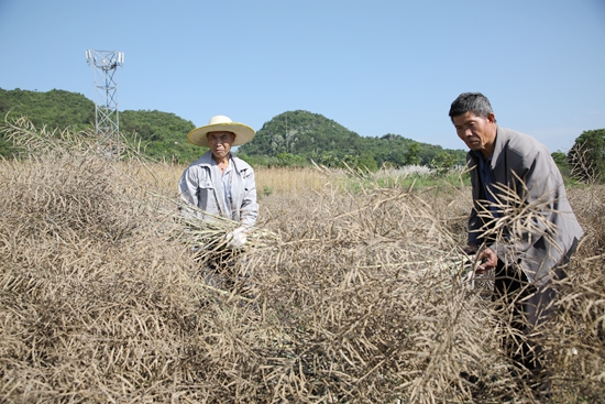 貴州長順：“稻油輪作”解碼“一地雙收”_fororder_整理油菜割好的油菜 (2).JPG