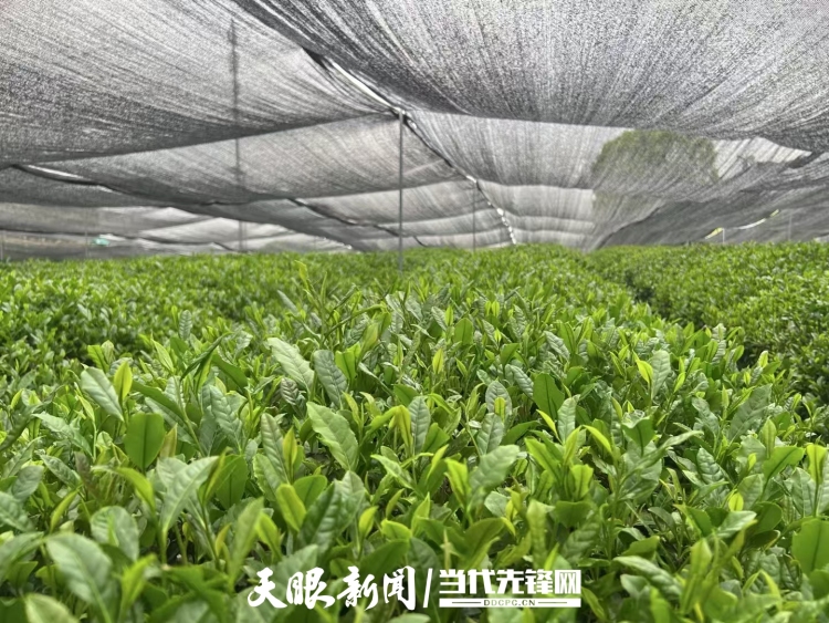 銅仁市被授予“一帶一路”抹茶高品質出口地區