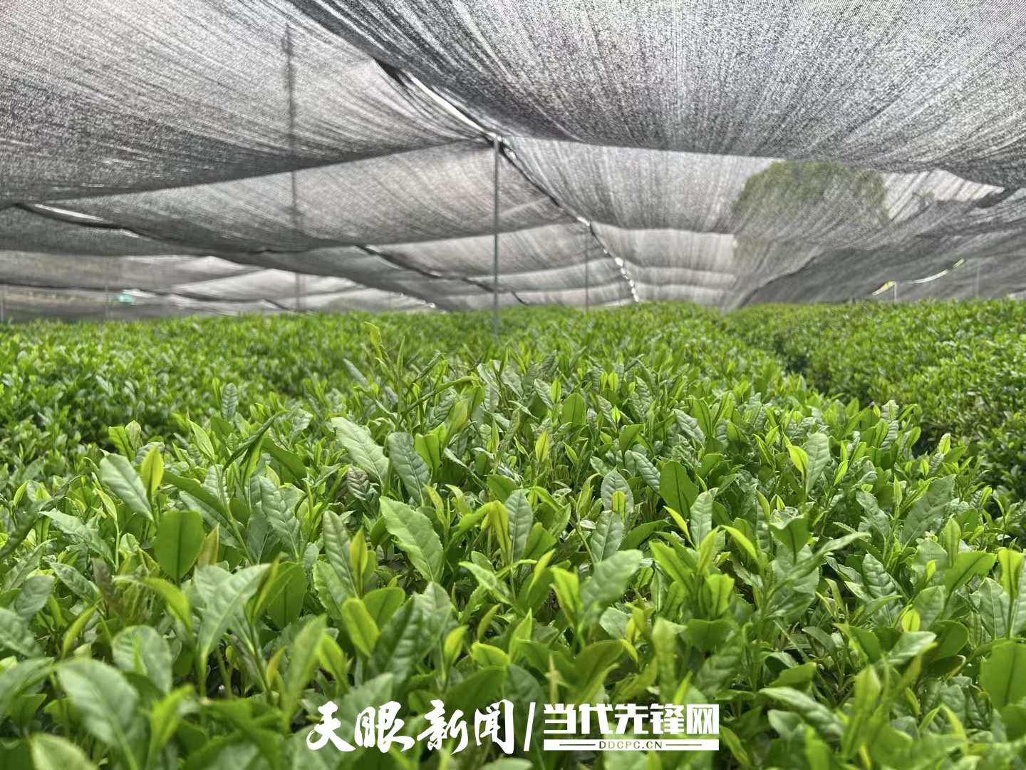 銅仁市被授予“一帶一路”抹茶高品質出口地區