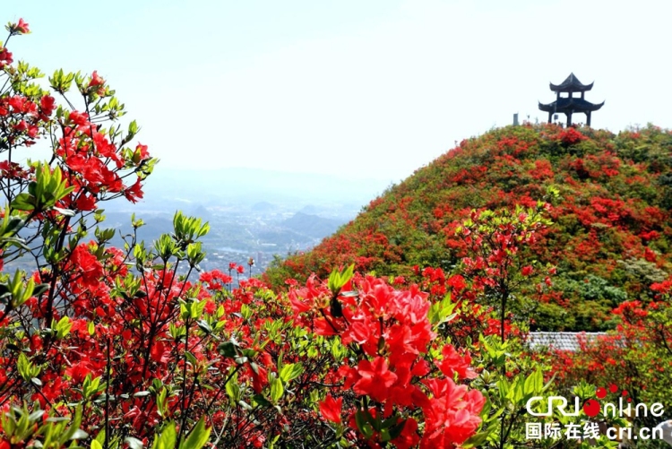 貴州丹寨：萬畝杜鵑花海引客來_fororder_圖片3