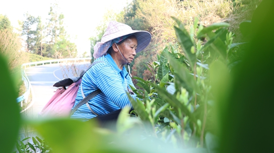貴州獨山：茶産業助力鄉村振興_fororder_圖片9