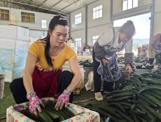 貴州六盤水市六枝特區郎岱蔬菜搶“鮮”上市_fororder_微信圖片_20250708153541