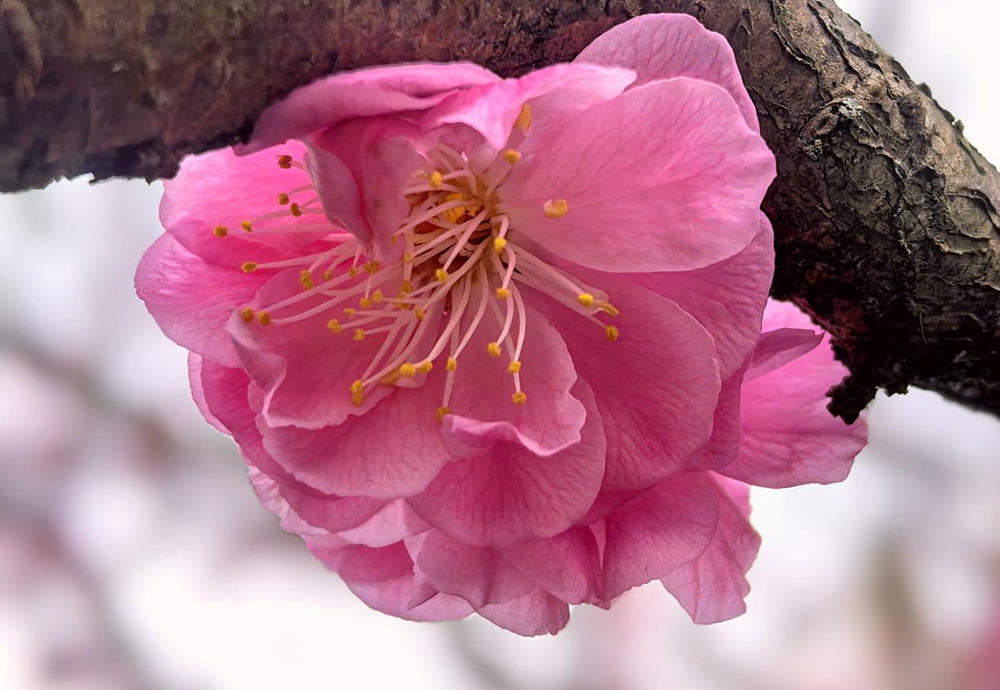 貴州六盤水：梅花盛開即是春_fororder_圖片4