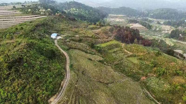 廣東省荔灣區1049萬元賦能貴州省惠水縣雅水鎮鄉村振興_fororder_雅水鎮生態白茶産業園