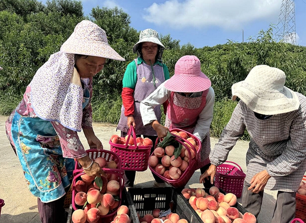貴州平塘：夏日甜蜜“新寵”脆紅桃走俏市場_fororder_將採摘的脆紅桃裝箱