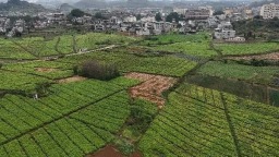 貴州六枝特區木崗鎮7500畝黃姜喜獲豐收