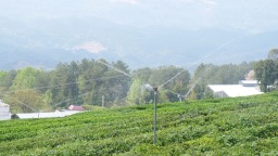 從茶園到茶杯！“數聚黔茶”賦能茶産業全環節