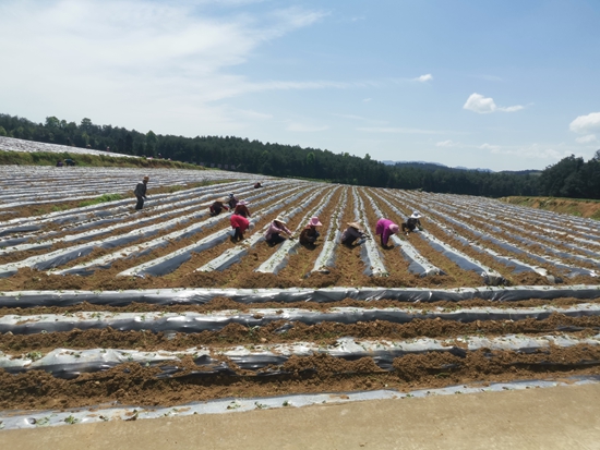 貴州省生態移民局十載幫扶思南：繪就發展新畫卷_fororder_省生態移民局幫助移民村發展雙高紅薯産業，圖為栽種現場。縣生態移民局  供稿