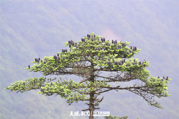 125萬座青山藏不住！貴州，處處可見山地生物多樣性之美｜2025年生態文明貴陽國際論壇