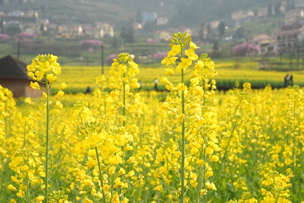 貴州仁懷：春花爛漫引客來 多元業態激活“賞花經濟”_fororder_連片的油菜花在暖陽下競相綻放
